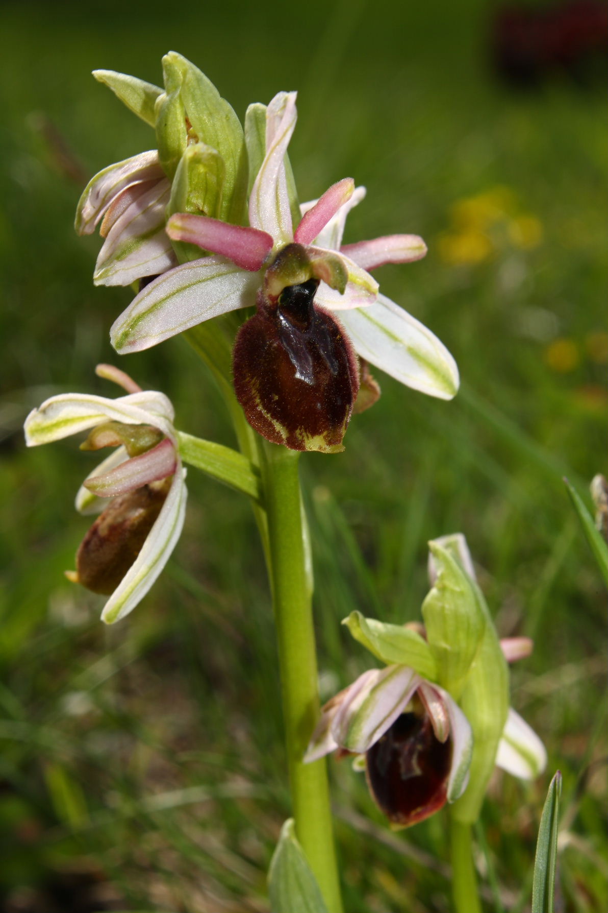 Ophrys exaltata subsp. montis-leonis e Ophrys exaltata subsp. arachnitiformis